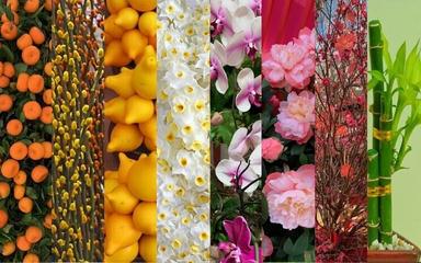 Fleurs CNY 2 745 x 465 100Mo