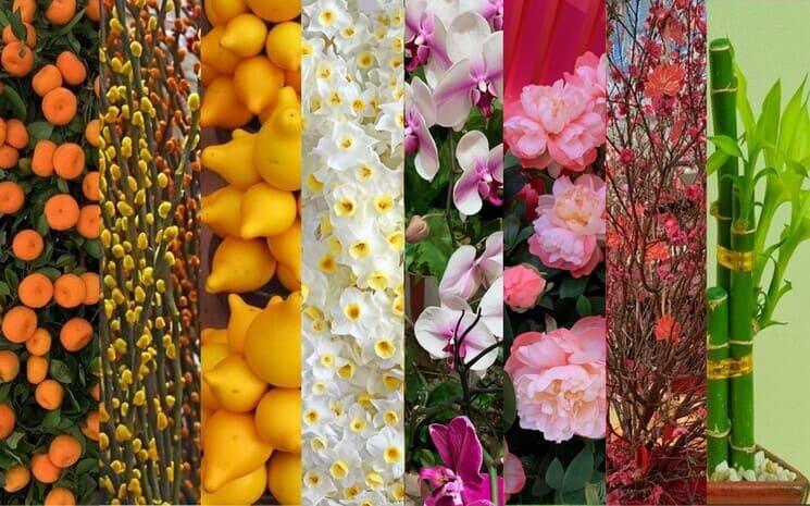 Fleurs CNY 2 745 x 465 100Mo