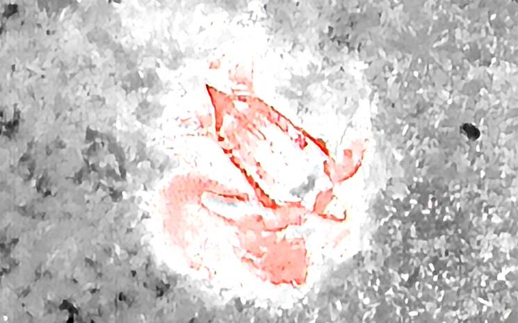 Tortue-Luth-Phang-Nga-Thailande