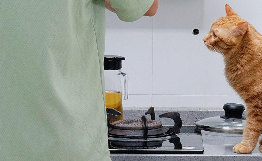 Chat au Vietnam : manger dans un restaurant