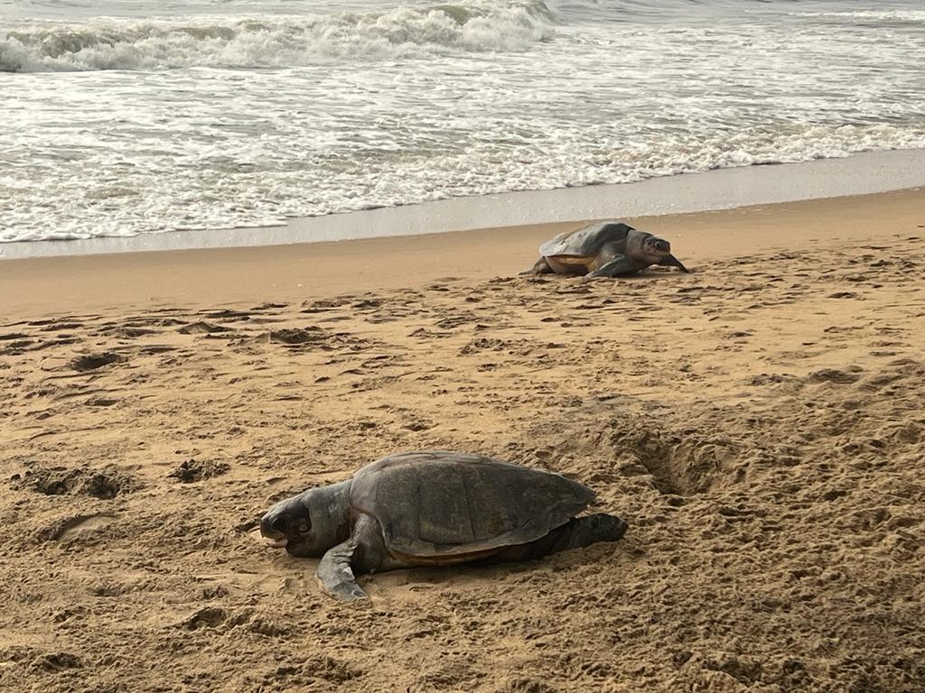 Tortues-Chennai