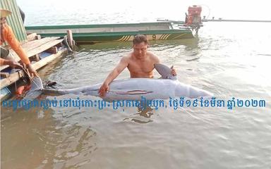 DAUPHINS mort dans le MEKONg