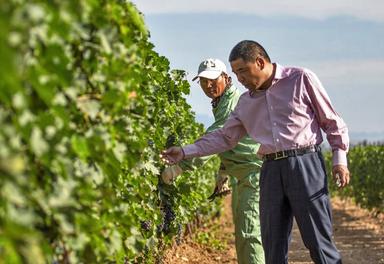 des chinois dans un vignoble