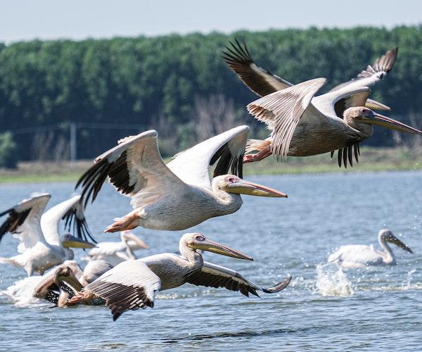 La biodiversité du Delta du Danube pas encore affectée par les travaux de dragage