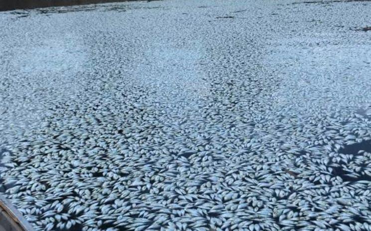 poissons morts Darling Australie