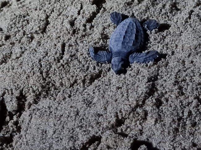 tortue bébé vers la plage