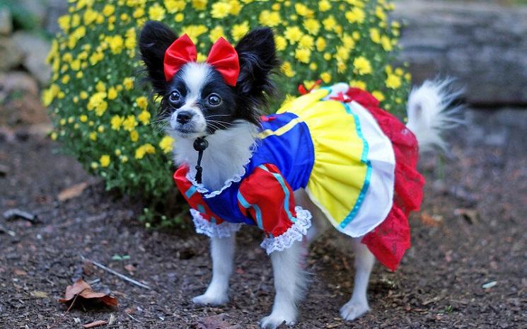 Vetement pour chien Hongkong