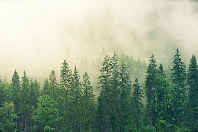 Montagnes Făgăraș : plus de 130 000 semis seront plantés ce printemps