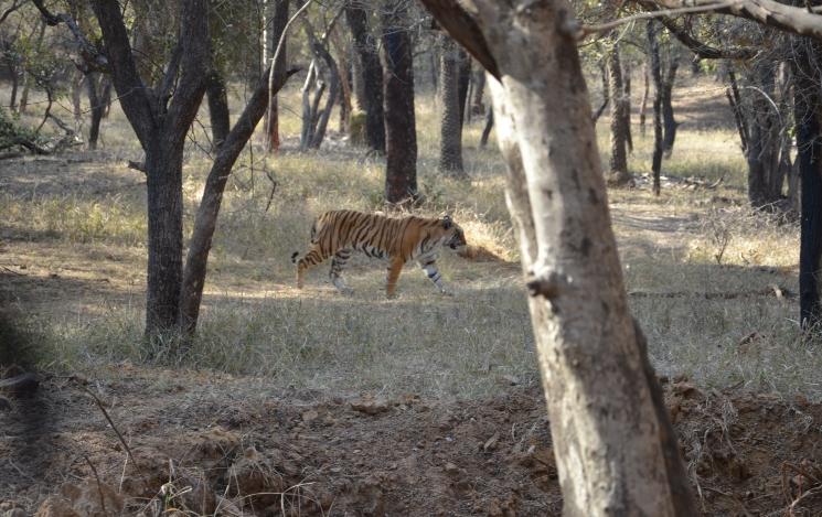 Un tigre dans la réserve de Ranthambore dans le Rajasthan