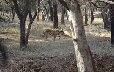 Un tigre dans la réserve de Ranthambore dans le Rajasthan