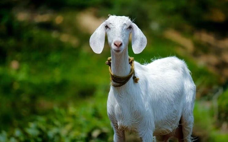 chèvre - Nandhu Kumar