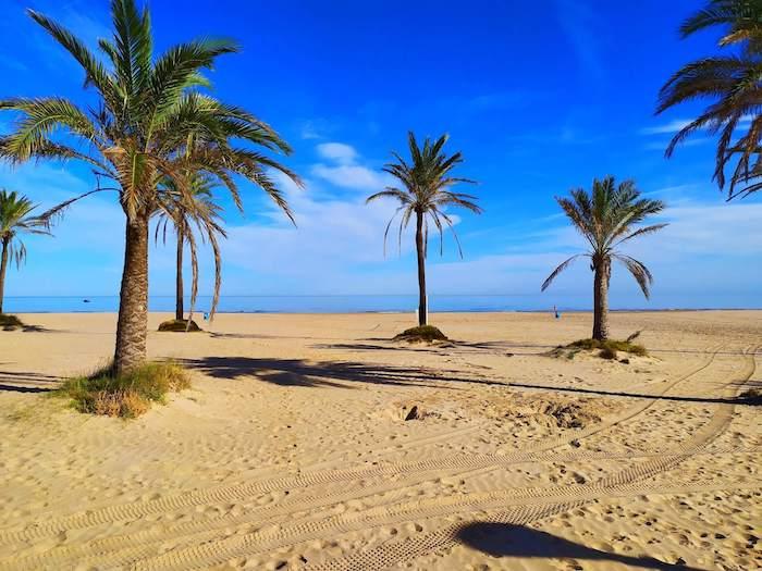 des palmiers sur une plage de sable labellisée pavillon bleu dans la communauté valencienne