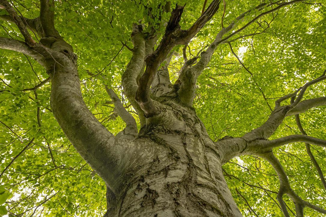 Une campagne pour adopter des hêtres centenaires en Roumanie