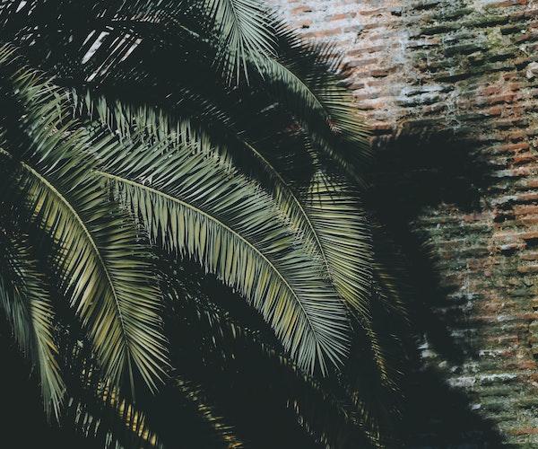 Le maire du secteur 3 de Bucarest promet de planter 300 palmiers