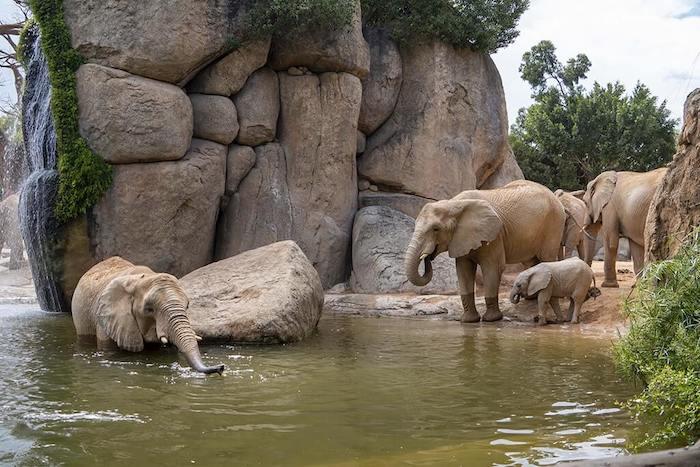 des éléphants dans le lac du zoo BIOPARC à Valencia