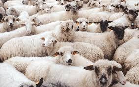 Kurban bayrami 2023 en Turquie