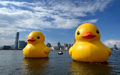 deux canards ciel bleu hong kong