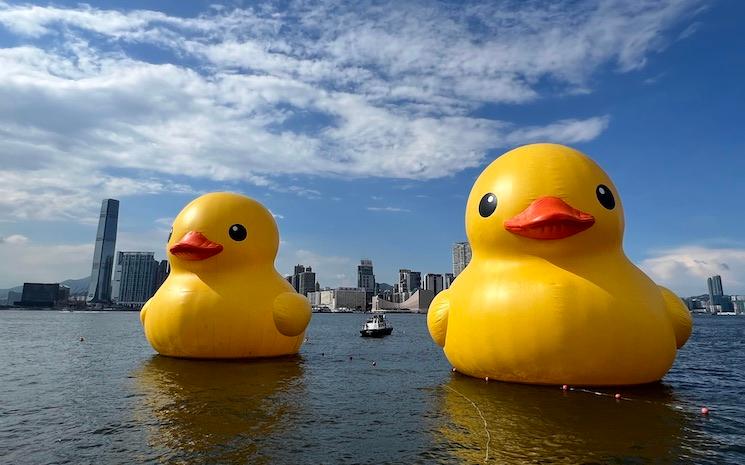 deux canards ciel bleu hong kong