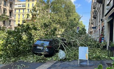 arbre arraché tombé sur une voiture