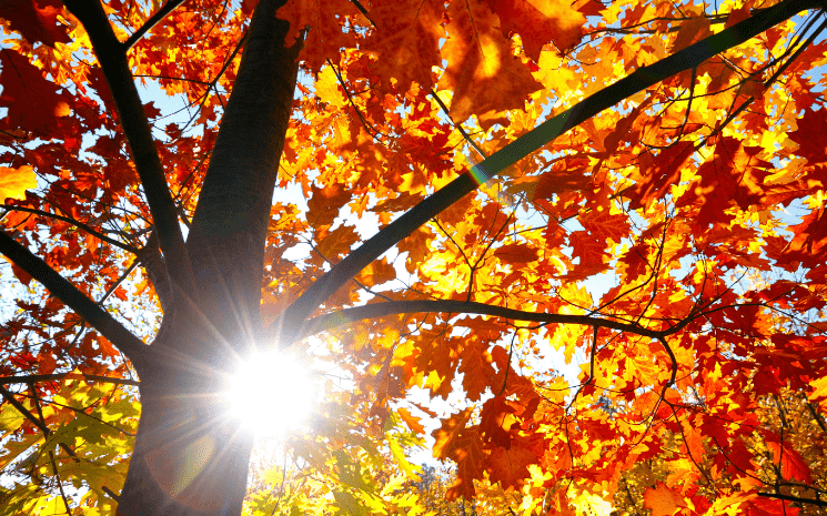 Automne 2023 records