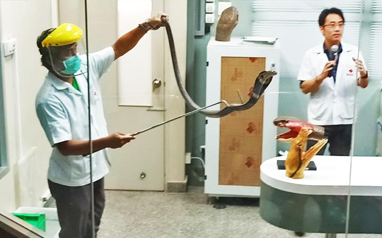 Un expert montre un cobra a la Ferme aux serpents de Bangkok