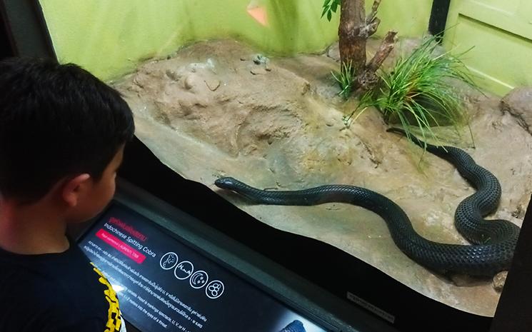 Un enfant observe un serpent a la Snake Farm de Bangkok