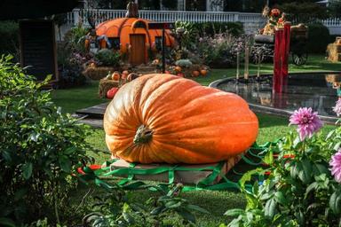 concours de la plus grosse citrouille du Danemark à Tivoli