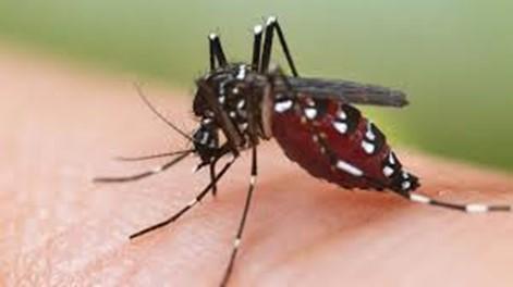 dengue au Vietnam
