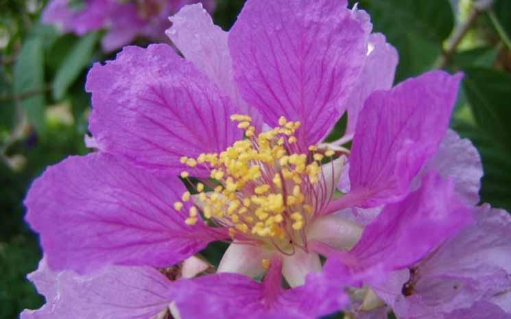 Fleur de goyavier sauvage Lagerstroemia_floribunda_Close_Up-700x525-1