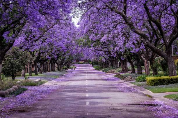 Jacaranda en Afrique du Sud