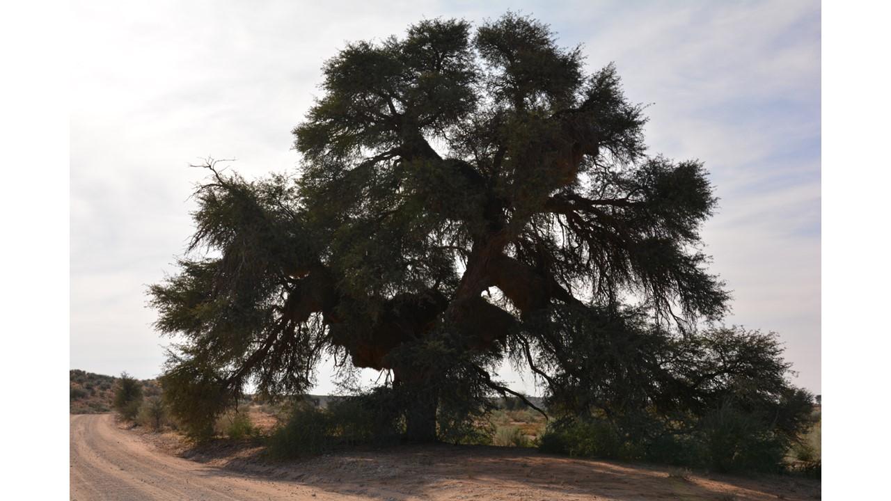 Paysages du kgalagadi transfrontier parc