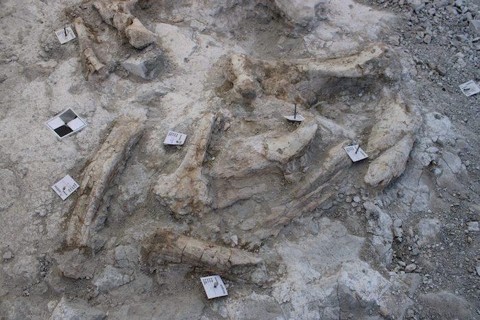 des fossiles d'éléphants