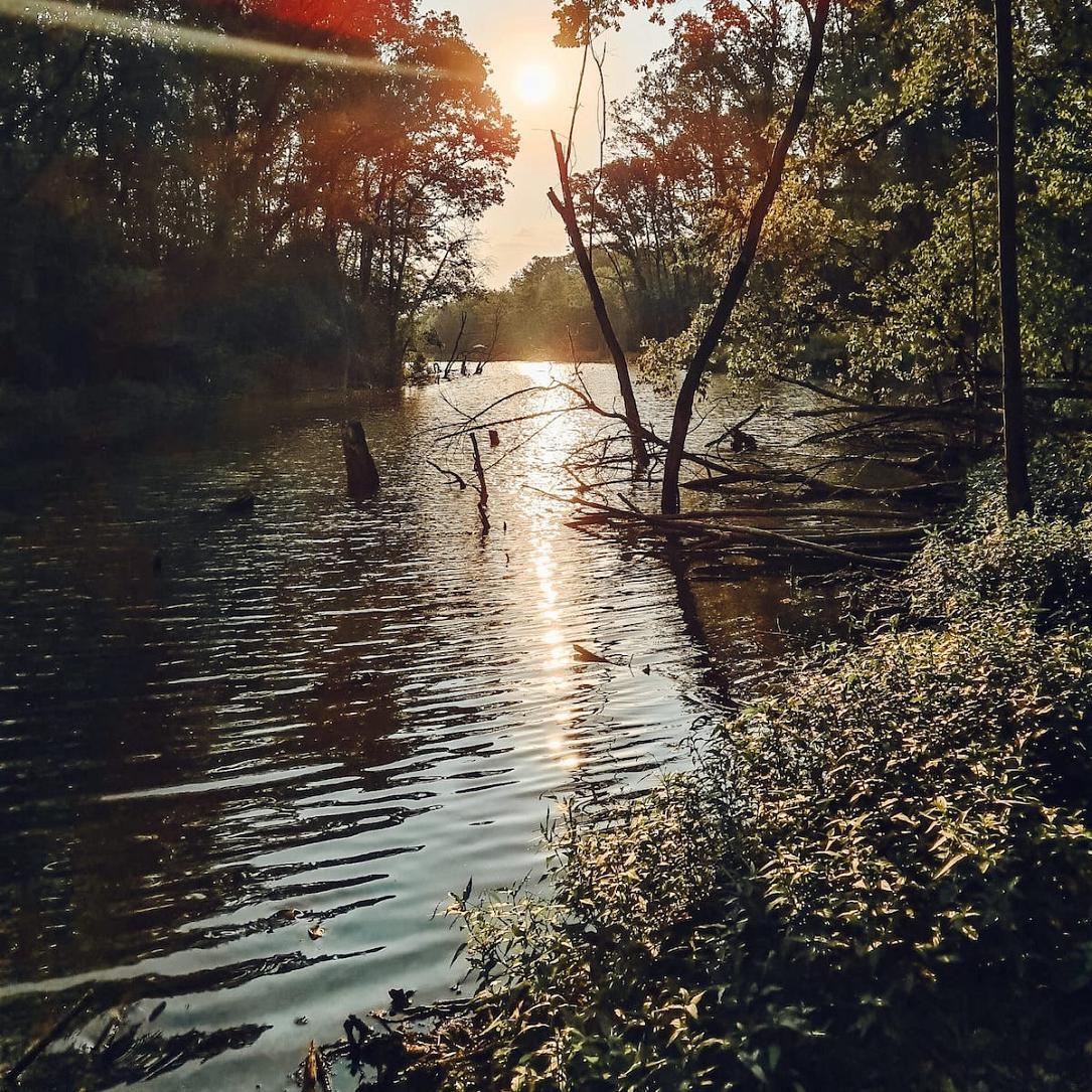 Un projet de loi visant à protéger les forêts environnantes de Bucarest