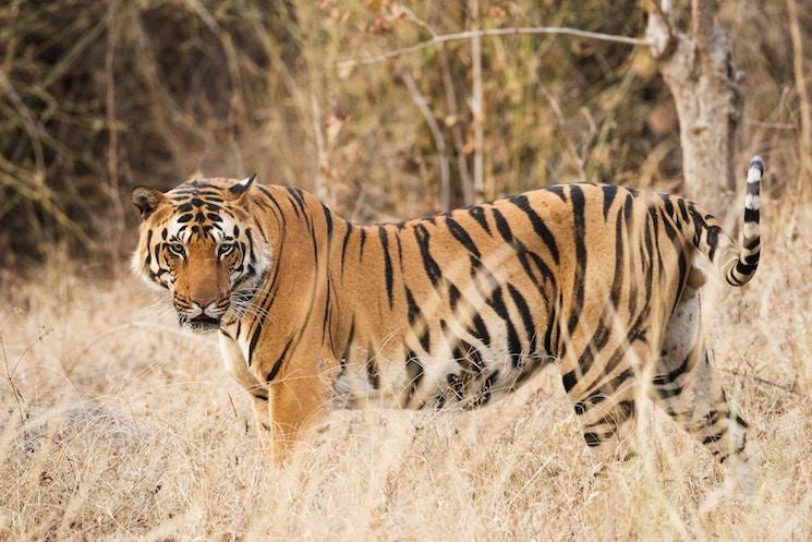 Un tigre dans le parc de Kanha en Inde