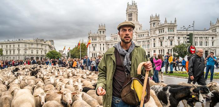 fete de la transhumance à madrid avec troupeau de moutons
