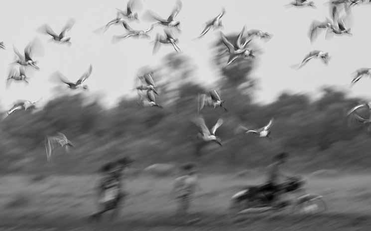 Mardy_Bird_05 Visuel airport