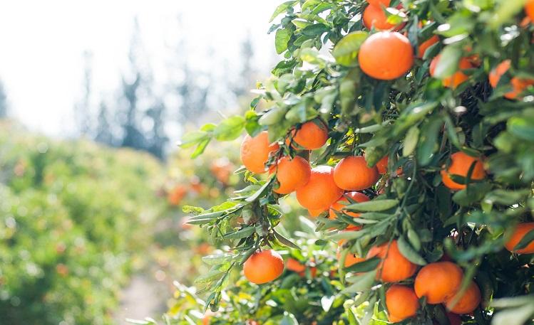 des oranges sur un oranger