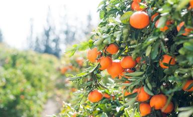 des oranges sur un oranger