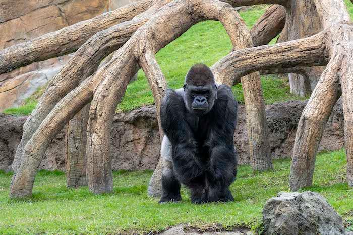 un gorille noir au zoo BIOPARC de Valencia