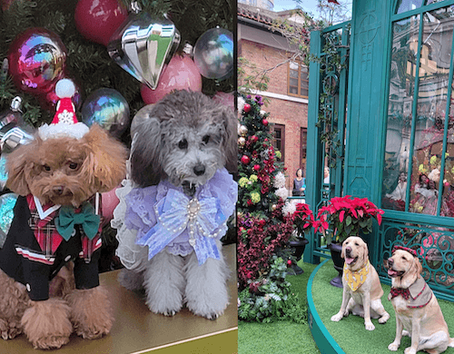 Chiens tenant la pose pour Noël