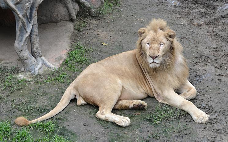 Lion-Chiang-Mai-Night-Safari-Shutterstock