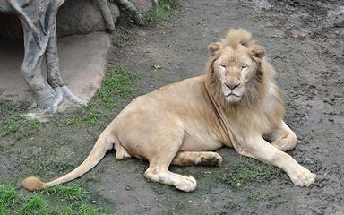 Lion-Chiang-Mai-Night-Safari-Shutterstock