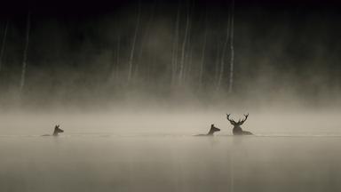 En Forêt, une exposition de Vincent Munier