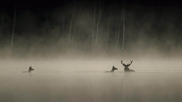 En Forêt, une exposition de Vincent Munier