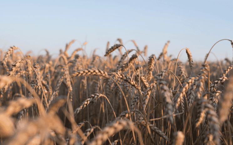 Des champs de blé en temps de guerre