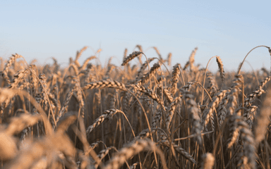 Des champs de blé en temps de guerre