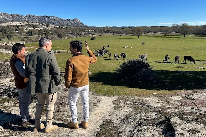 visites guidées taureau bravo a madrid
