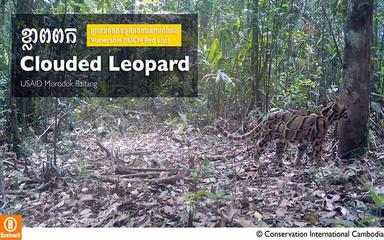 La panthère nébuleuse 2