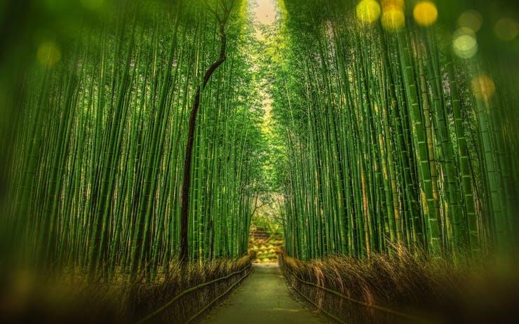 Le bambou dans l’emballage : un choix écologique en débat