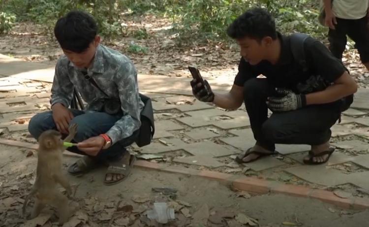 Maltraitance de singes à Angkor
